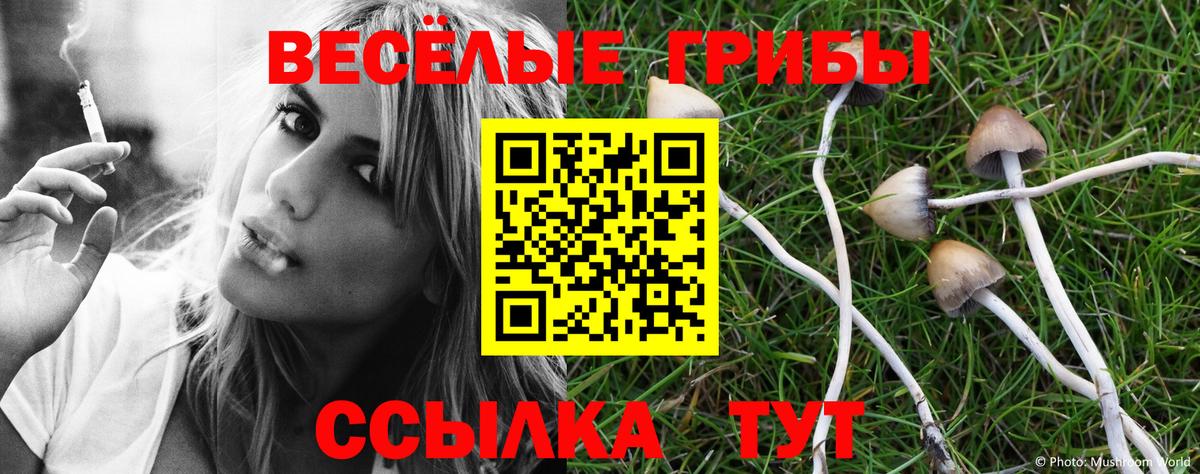 Ковров  продажа наркотиков  Псилоцибиновые грибы Magic Shrooms  Вход с VPN  Галлюциногенные грибы GOLDEN TEACHER 